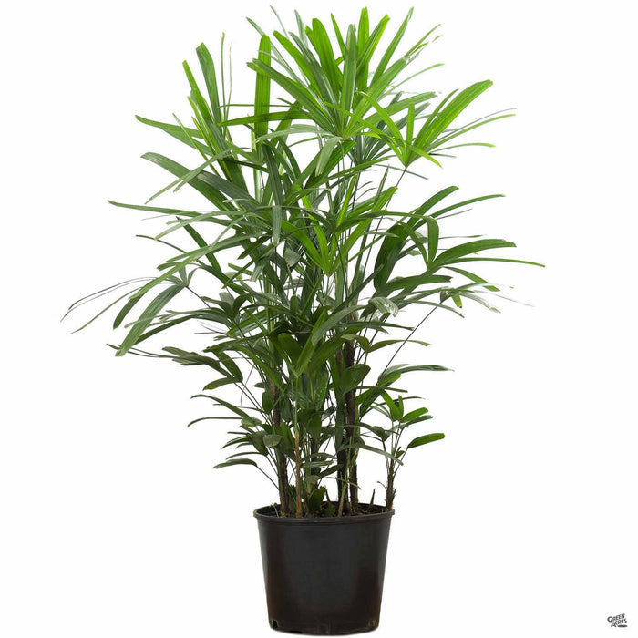 Lady Palm 5 gallon