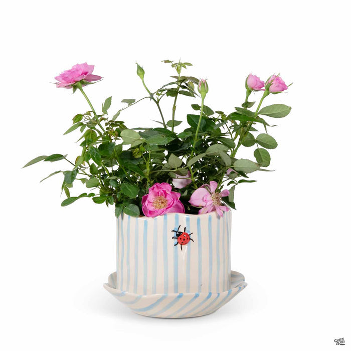 Striped Ladybug Planter with Attached Saucer 6.5 inch