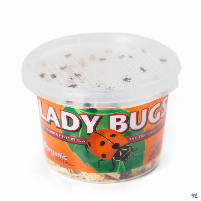 Ladybugs 500 pack