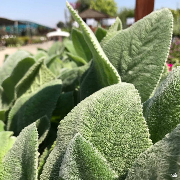 Lamb's Ear 'Helene Von Stein'