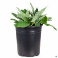 Lamb's Ear 'Helene Von Stein' 1 gallon
