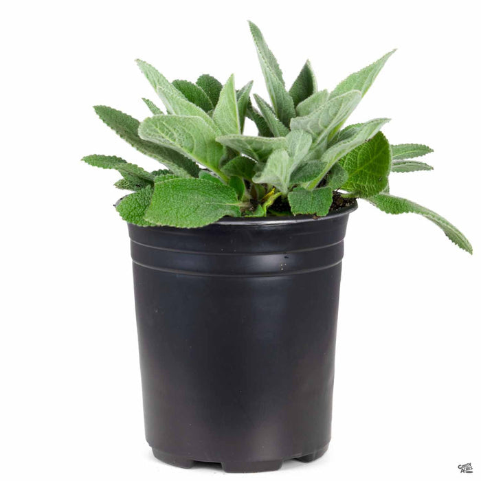 Lamb's Ear 'Helene Von Stein' 1 gallon