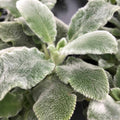 Lamb's Ear