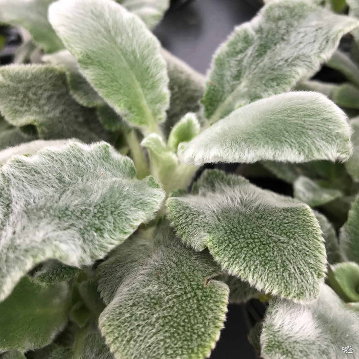Lamb's Ear