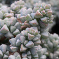 Lampranthus 'Deltoides'