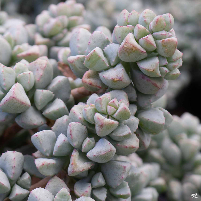 Lampranthus 'Deltoides'