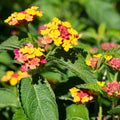 Lantana 'Landmark Blaze'
