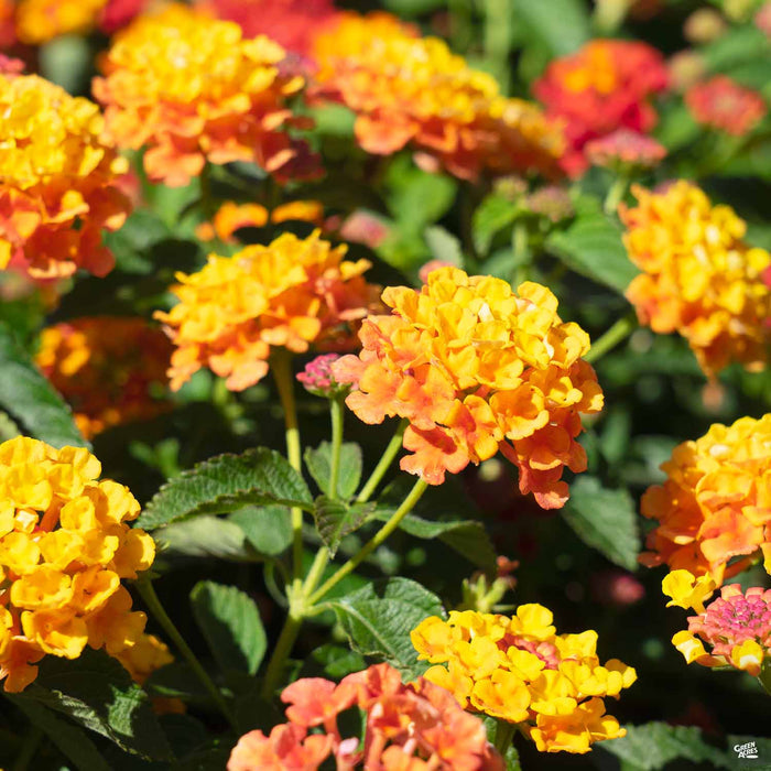Lantana 'Landmark Citrus'
