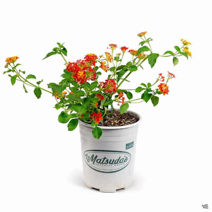 Lantana Landmark Red 1 gal