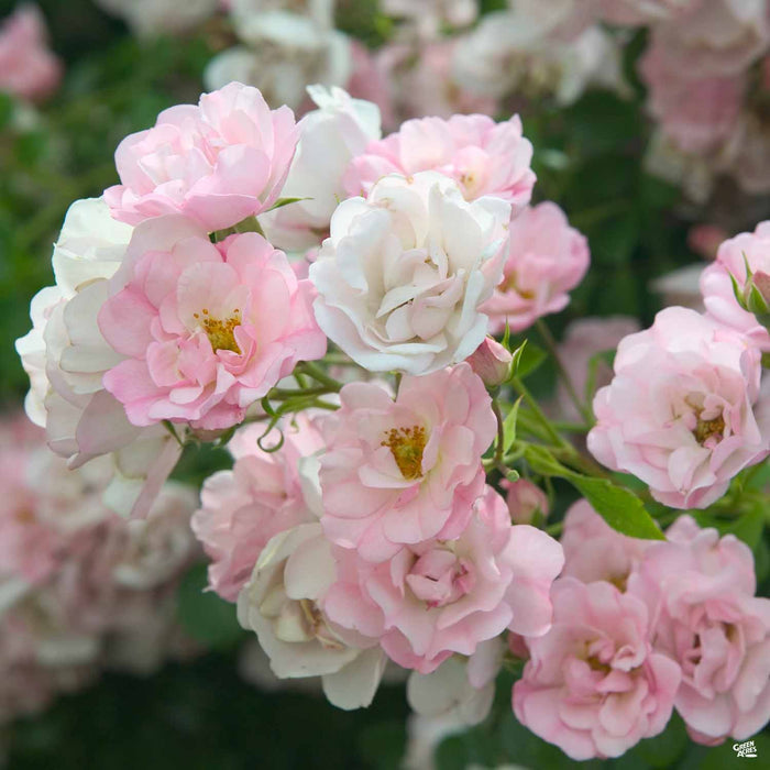 Appleblossom Flower Carpet Rose
