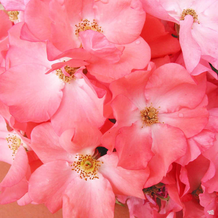 Coral Flower Carpet Rose