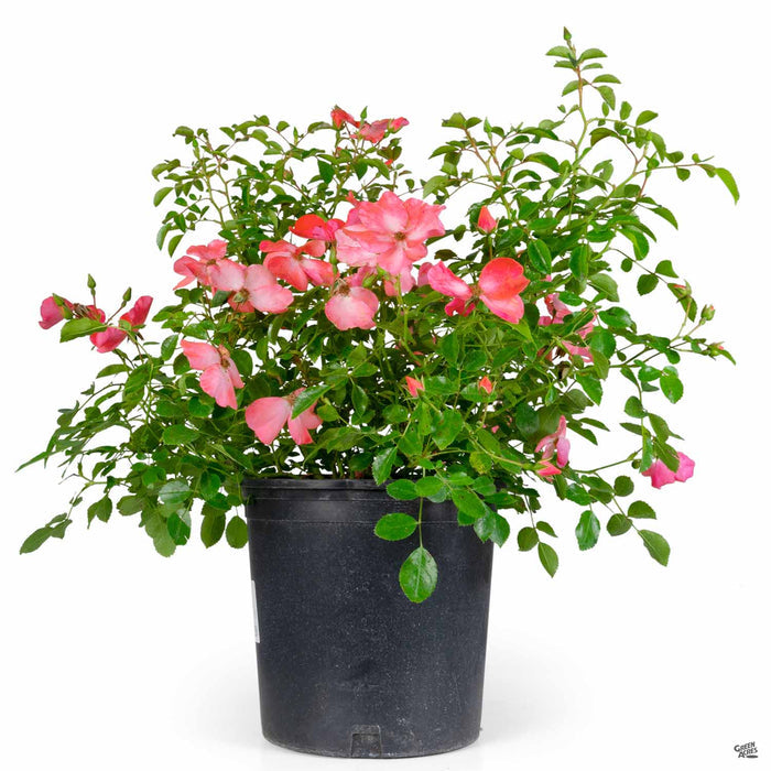 Coral Flower Carpet Rose 2 gallon
