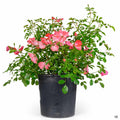 Coral Flower Carpet Rose 2 gallon