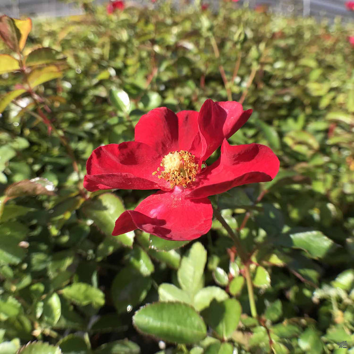 Red Flower Carpet Rose