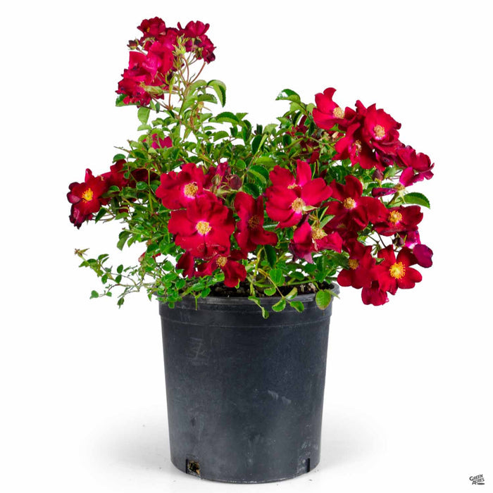 Red Flower Carpet Rose 2 gallon