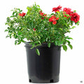 Scarlet Flower Carpet Rose 2 gallon