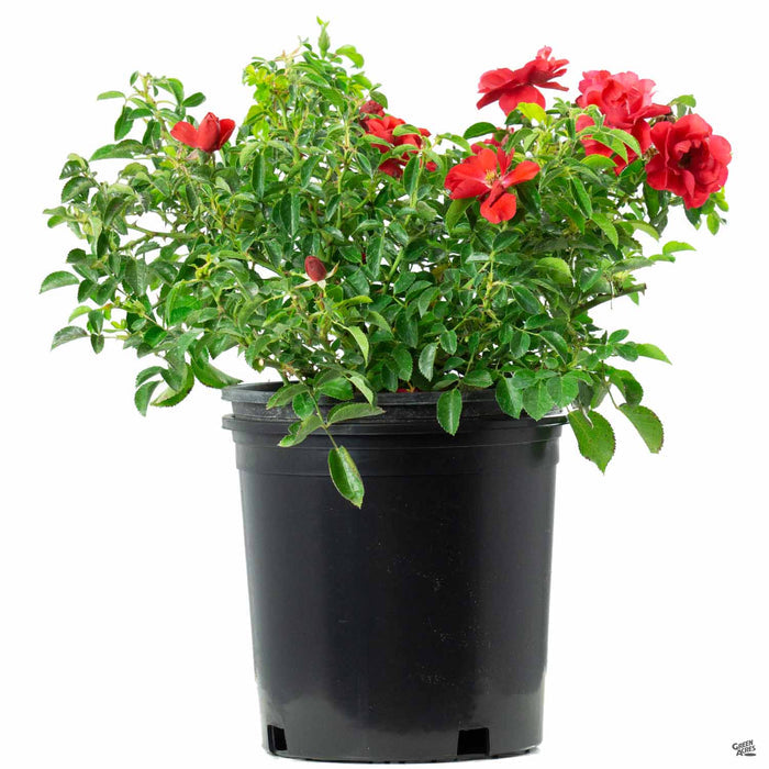 Scarlet Flower Carpet Rose 2 gallon