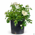 White Flower Carpet Rose 2 gallon 2022