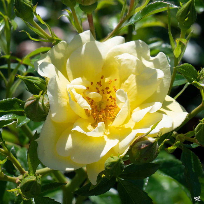 Yellow Flower Carpet Rose