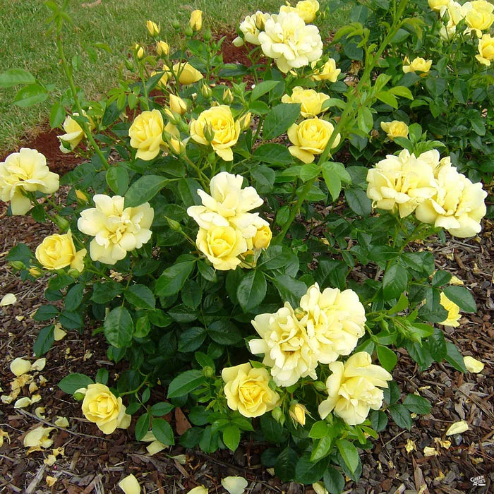 Yellow Flower Carpet Rose 1 gallon
