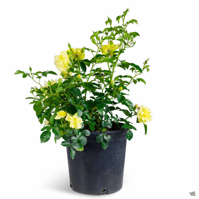 Yellow Flower Carpet Rose 2 gallon