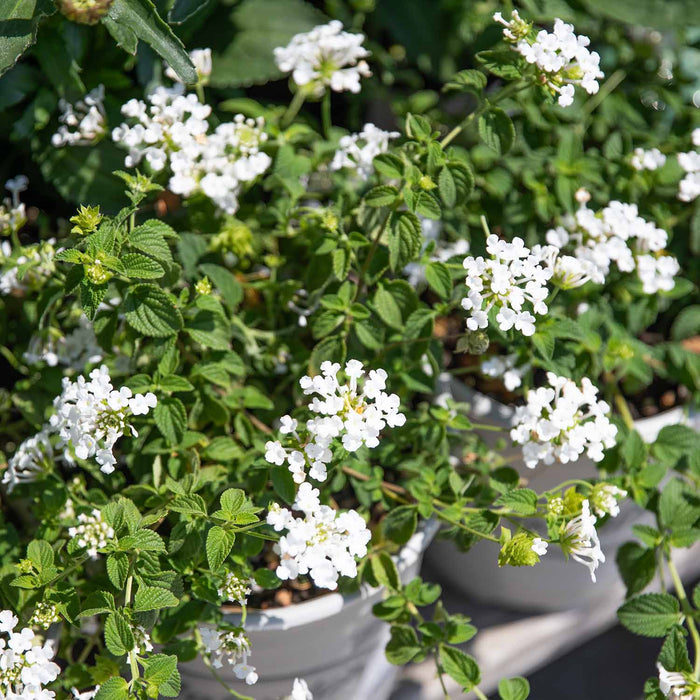 Lantana Trailing White