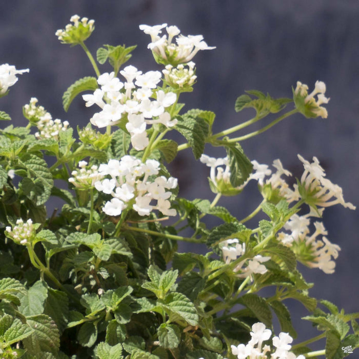Lantana 'White Trailing'