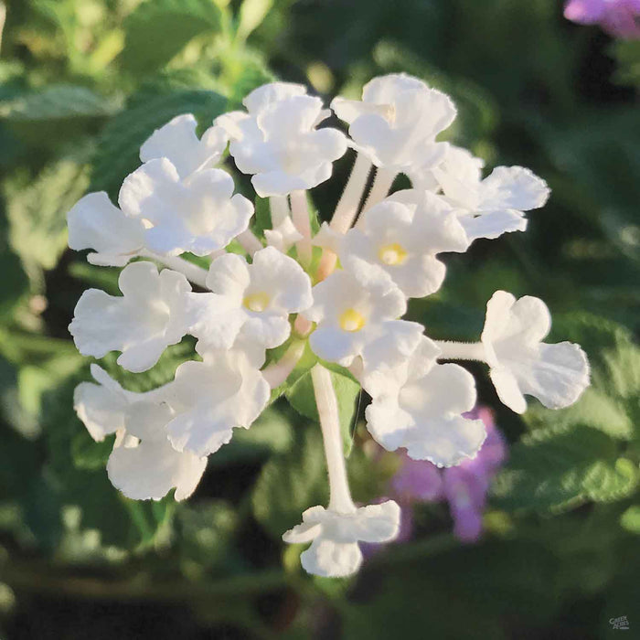 Lantana Trailing White