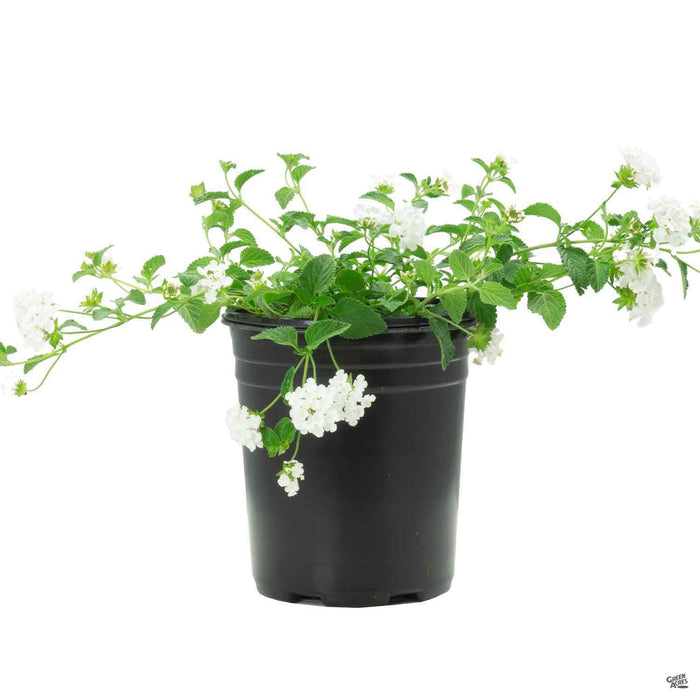 Lantana 'Trailing White' 1 gallon