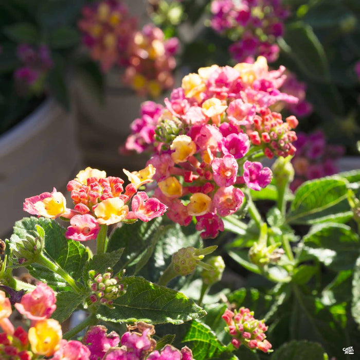 Lantana 'Bandana Cherry'