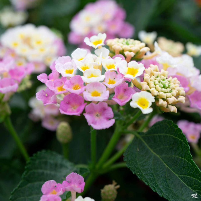 Lantana 'Bandana Pink'