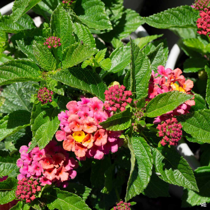 Lantana 'Bloomify Rose'