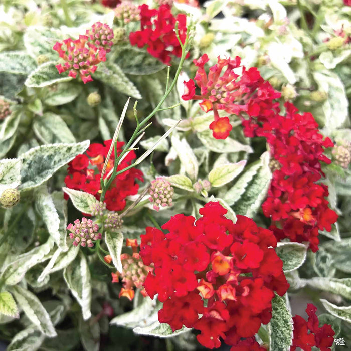 Lantana 'Cosmic Firestorm'