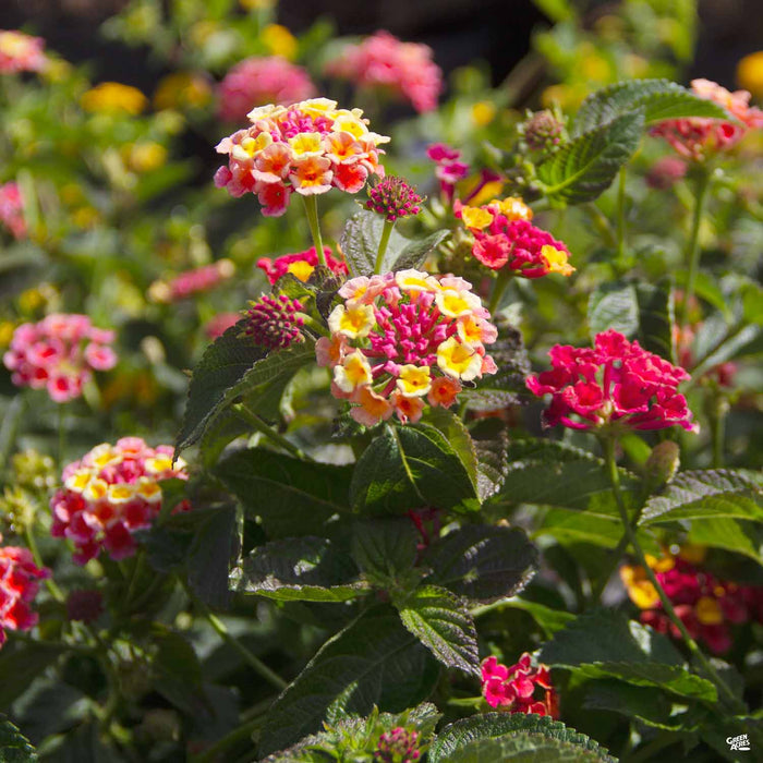 Lantana 'Irene'
