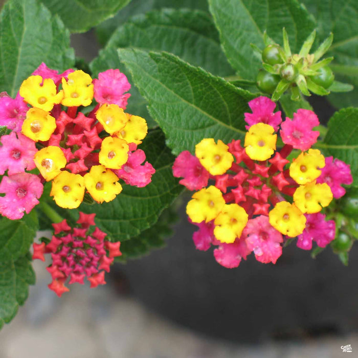 Lantana 'Irene'