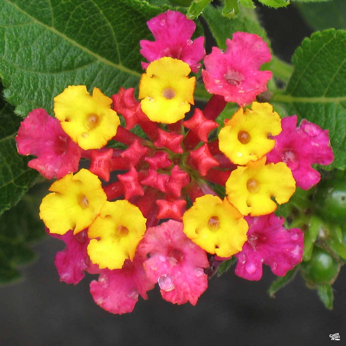 Lantana 'Irene'