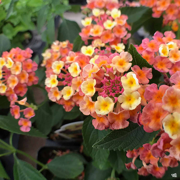 Lantana 'Landmark Peach Sunrise Improved'
