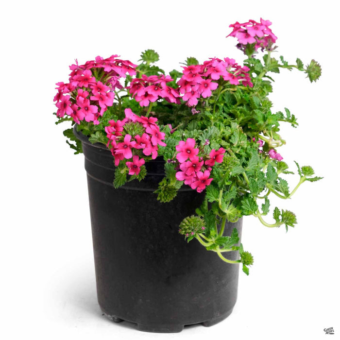 Verbena 'Lascar' Hot Rose 1 gallon