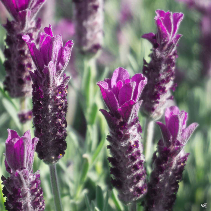 Lavender Anouk Series 'Deep Rose'