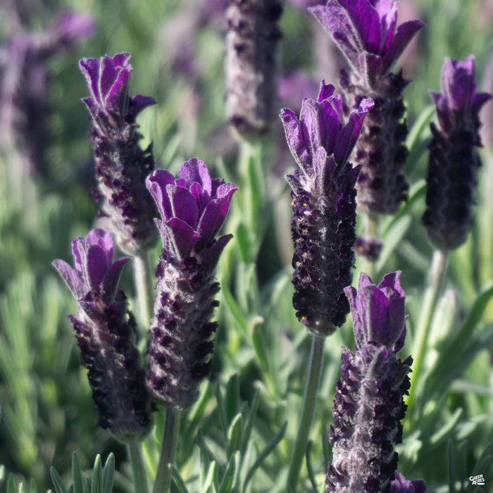 Lavender 'Double Anouk'