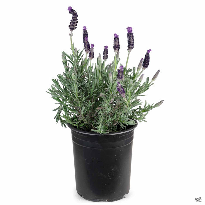 Lavender 'Double Anouk' 1 gal