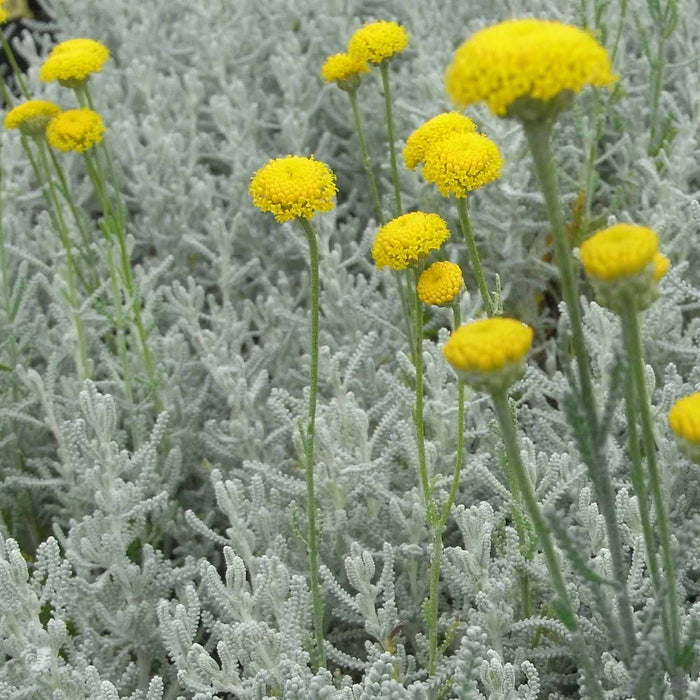 Lavender Cotton