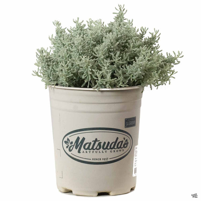 Lavender Cotton 1 gallon