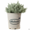 Lavender Cotton 1 gallon