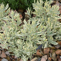 Lavender Meerlo