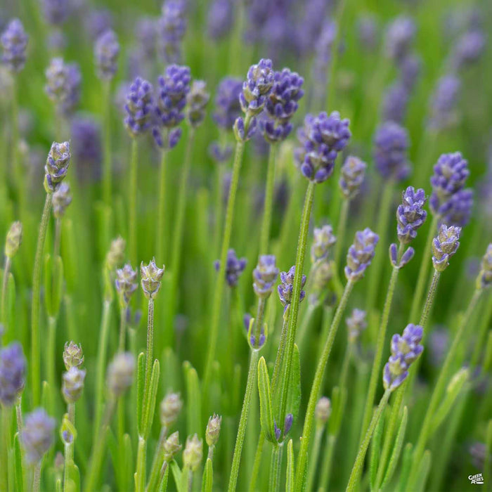 Lavender 'Thumbelina Leigh'