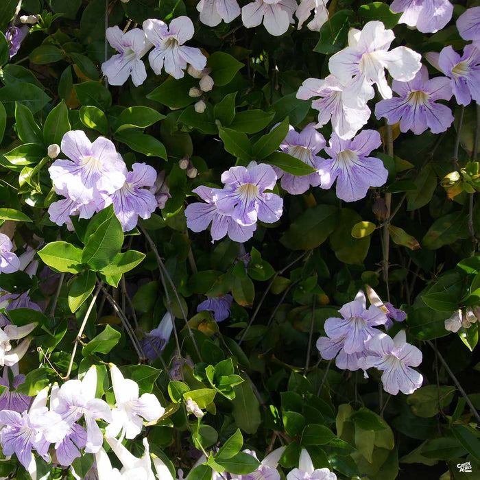 Lavender Trumpet Vine