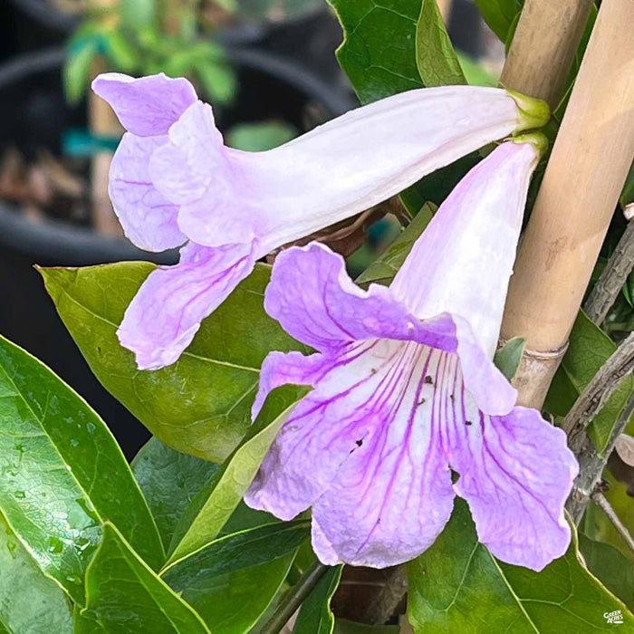 Lavender Trumpet Vine