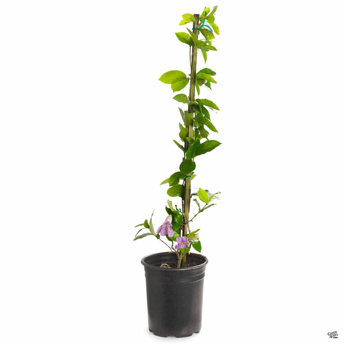 Lavender Trumpet Vine 1 gallon