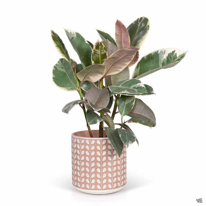 Leaf Stripe Planter